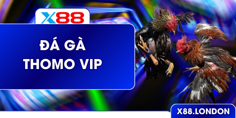Đá Gà Thomo Vip – Trải Nghiệm Trường Sới kê Đỉnh Cao Ở X88 Đá Gà Thomo Vip – Trải Nghiệm Trường Sới kê Đỉnh Cao Ở X88