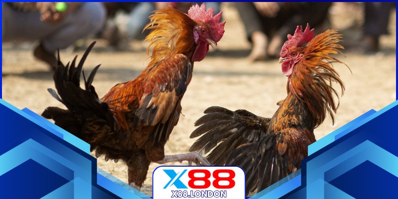 Đá Gà Thomo Vip – Trải Nghiệm Trường Sới kê Đỉnh Cao Ở X88 Chiến kê đối đầu căng thẳng tại trường