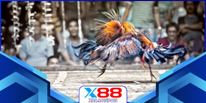 Đá Gà Thomo Vip – Trải Nghiệm Trường Sới kê Đỉnh Cao Ở X88 Kê tung đòn quyết định trong trận